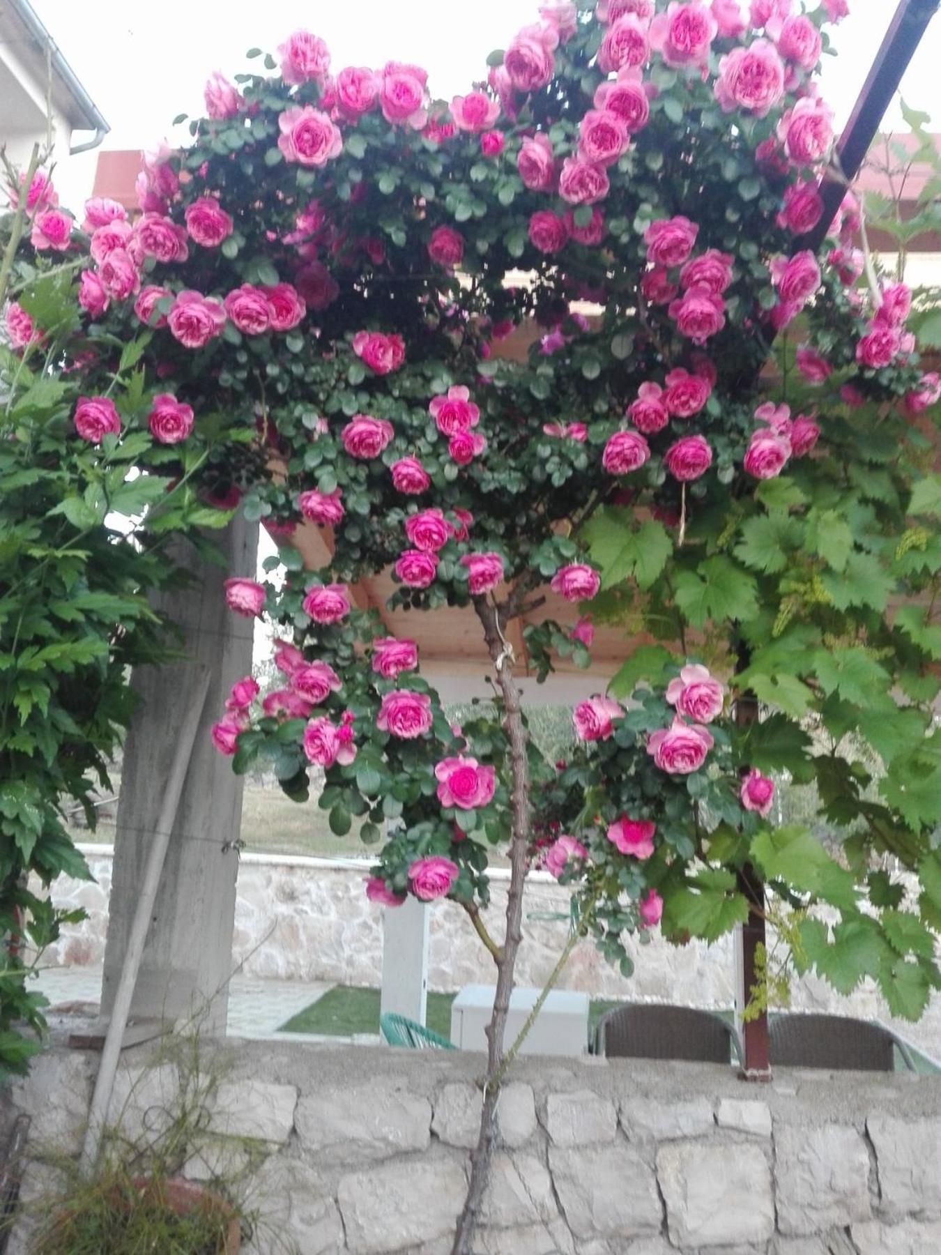 Hotel Dalmati House Brodarica  Zewnętrze zdjęcie
